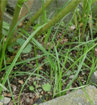 この植物の名前は何ですか すべすべした光沢のある細長い葉で 長いものは Yahoo 知恵袋