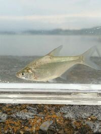 魚の種類に詳しい方に質問です 写真の魚はなんと言う名前 Yahoo 知恵袋