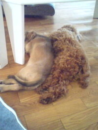 以前 ナイトスクープの番組で 散歩するときに飼い主の足を一回一回噛みながら歩く Yahoo 知恵袋