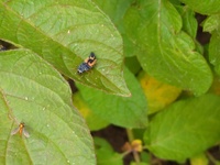 ジャガイモの葉に こんな虫が結構いるんですけど てんとう虫 幼虫 Yahoo 知恵袋