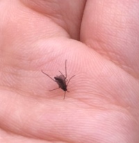 黒い蚊に似た虫が庭先で大量発生していました この虫はなんでしょうか また原因はあ 教えて 住まいの先生 Yahoo 不動産