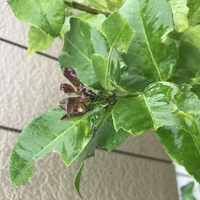 レモンの木の新芽に蟻が集まるのですが 何か害虫などがいるので Yahoo 知恵袋