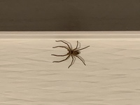 これはアシダカグモですか 先程 洗面所で発見してビ Yahoo 知恵袋