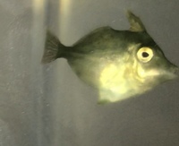 先日瀬戸内海で採集したハギの幼魚を飼っています これはカワハギで合って Yahoo 知恵袋