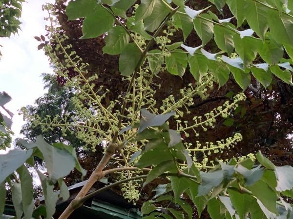 タラノメから花が咲いているのですが これは来年はもう食べられませんかね Yahoo 知恵袋