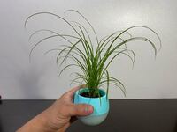 ナフコで買った植物の名前を教えて下さいm M 見た感じカヤツ Yahoo 知恵袋