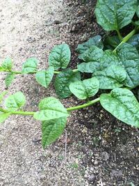 これは ツルムラサキでしょうか そうです Yahoo 知恵袋