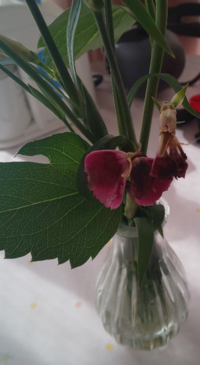 切り花は 花瓶に挿しておいて 何週間くらいもつものですか たまに窓際に置いて Yahoo 知恵袋