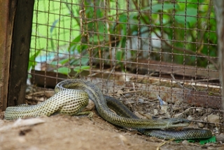 鶏小屋に蛇が現れて卵を食べられてしまったのですがこの蛇はなん Yahoo 知恵袋