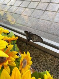 怪我をした黒いアゲハチョウ 実家は洋品店をしており 入り口を大き Yahoo 知恵袋