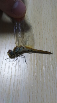 このとんぼはシオカラトンボですか ウスバキトンボかと思 Yahoo 知恵袋