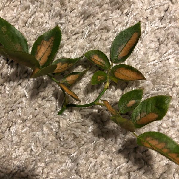 バラの葉焼け について 2 3日前に雨が降っていたので水 Yahoo 知恵袋