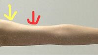 二の腕の太さの測り方について質問です 測り方を調べると 腕を水平 Yahoo 知恵袋