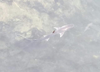 これは 何ていう種類のサメですか 姫路市沖にある瀬戸内海の Yahoo 知恵袋