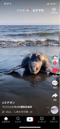 亀って何歳ごろから産卵しますか ミドリガメのメスがいますが まだ１歳です交 Yahoo 知恵袋