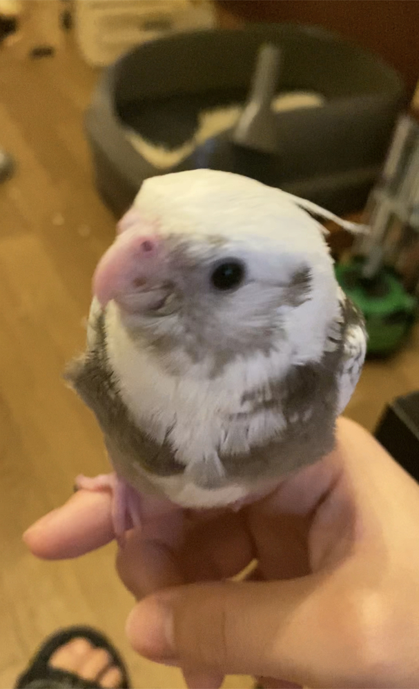 オカメインコの名前の候補集めてます この間オカメインコをお迎えした Yahoo 知恵袋