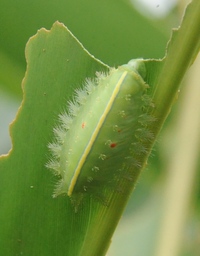 添付写真の幼虫の種名を教えてください 植込みの木や植物の葉を Yahoo 知恵袋