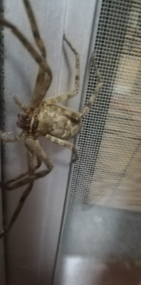 家に大きい蜘蛛がいたんですけど この蜘蛛はアシダカグモですか 教えて 住まいの先生 Yahoo 不動産
