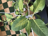 観葉植物の葉の色について質問させてください フィカスベンガレ Yahoo 知恵袋