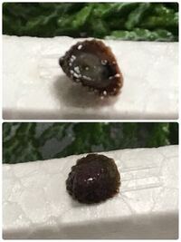 さざえの貝殻の周囲に付いていたシジミサイズ以下の貝は何者 今日 海鮮系の Yahoo 知恵袋