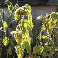 発芽したひまわりがしおれてしまいました土は培養土です液体肥料も撒きました日当た Yahoo 知恵袋