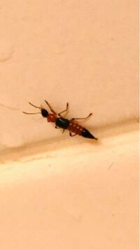 写真あり注意 この虫の名前分かる方いますか 教えて 住まいの先生 Yahoo 不動産