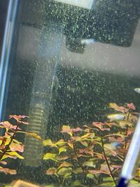 この水槽のガラス面の苔 藻 は無害ですか よく見ると細い Yahoo 知恵袋