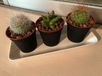 先日ikeaでサボテンを買いました それについて質問さ Yahoo 知恵袋