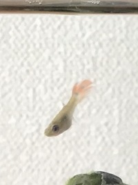 うちで飼ってるグッピーの稚魚のヒレがボロボロになっています 水槽に11 Yahoo 知恵袋