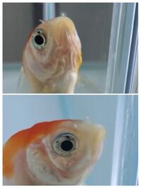 金魚のフンタンに膿のようなものが付いていて周りが充血しています 何かの病気で Yahoo 知恵袋