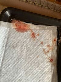 家の犬が血の混じった胃液を吐きました 画像を添付します そういう Yahoo 知恵袋
