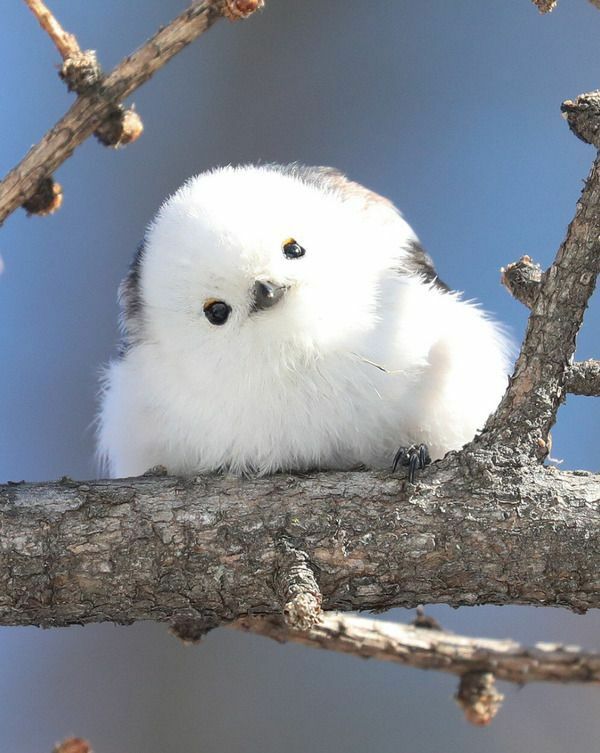この超かわいい鳥の名前はなんですか 意外と有名なシマエナガという Yahoo 知恵袋