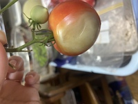 トマト ミニトマトについて質問です 家庭菜園で作っているトマトが写真の Yahoo 知恵袋