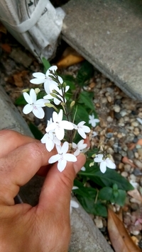 この白い花径1 5cm前後の花を付ける植物の名前を教えて下さい Yahoo 知恵袋