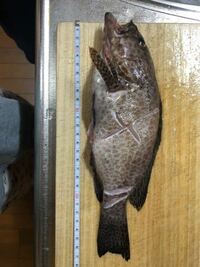 昨日 静岡に釣りに行きオオモンハタがサビキで釣れました 滅多 Yahoo 知恵袋