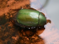 カナブンは無害 駆除する必要はないと聞きました カナブンは放っておけば Yahoo 知恵袋