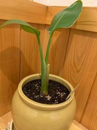 ストレリチアの葉先が 写真のように中に巻くようになってきたのですがどうした Yahoo 知恵袋