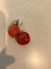 ミニトマトに茶色のしみのようなものがついています 黄色のミニトマトですが黄色 Yahoo 知恵袋