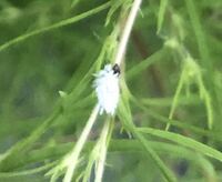 この虫はなんでしょうか コキア 観葉植物 についていました 白く Yahoo 知恵袋