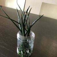 水栽培しているサンスベリアですが 根が張りだしたので土に植えかえよ Yahoo 知恵袋