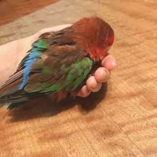 コザクラインコに関しての質問です 私は5歳ぐらいのメスのコザクラインコ Yahoo 知恵袋