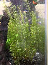 グリーンロタラをふさふさにしたいのですが 切ったところから二分して増え Yahoo 知恵袋