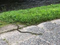 北海道で発見したヘビの種類について 北海道空知地方の山中で発見したヘビ Yahoo 知恵袋