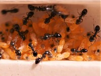 部屋の隅に大量の蟻がたかっていました オレンジ色の卵 幼虫 をせっせと Yahoo 知恵袋