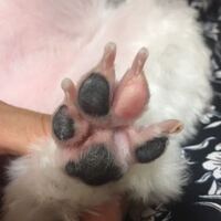 犬の肉球の色って変わりますか 最近 散歩に行き始めたのですが真っ黒だった肉球 Yahoo 知恵袋