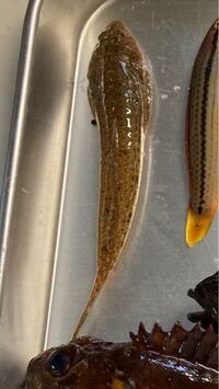 今日魚釣りに行きコチという魚を釣りました コチは刺すよと昔聞い Yahoo 知恵袋