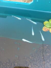 マンマミーアとオーキードーキ ってどういう意味ですか よくマリオ Yahoo 知恵袋