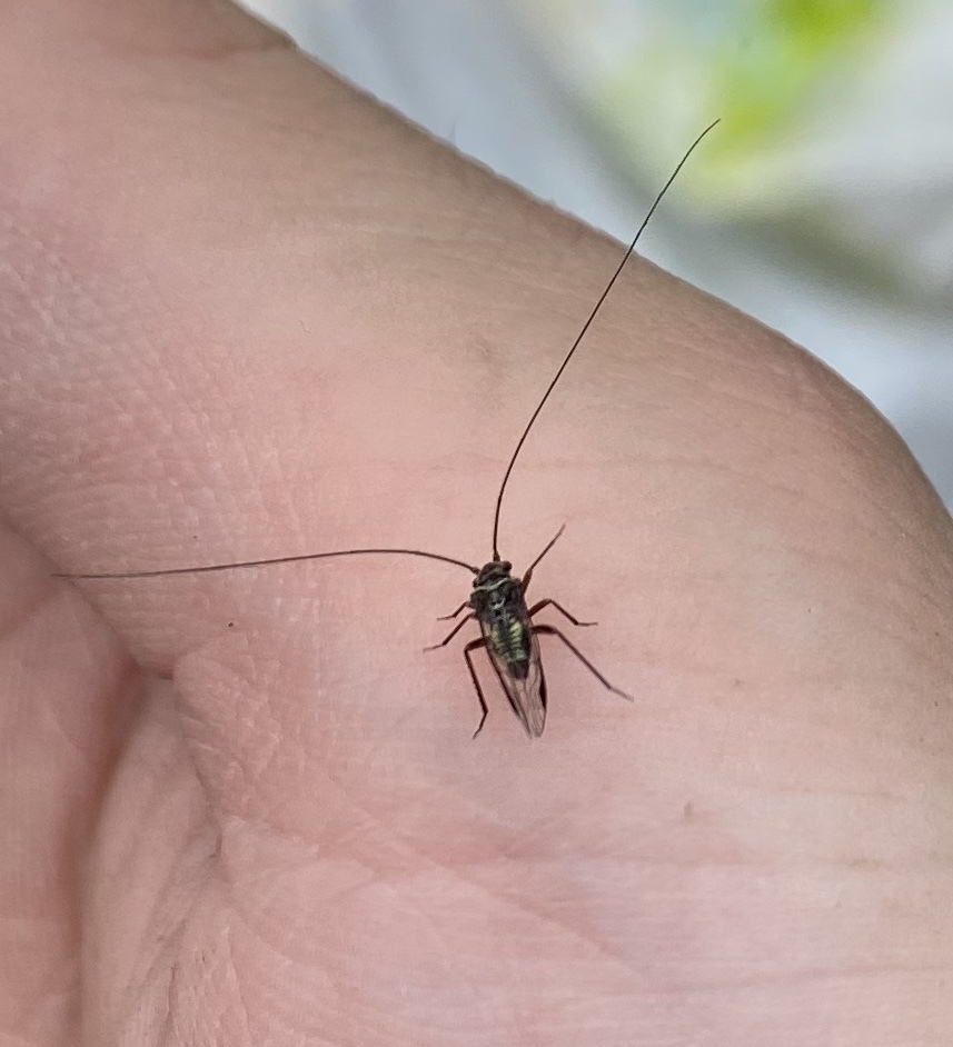 この触覚の長い虫は何という虫でしょうか クロミャクチャタテの だ Yahoo 知恵袋