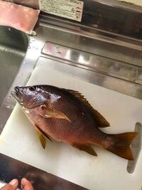 南紀での大物夜釣りについて7月頃からちょくちょく大物 コロダ Yahoo 知恵袋