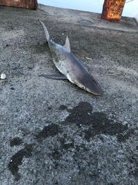 サメの種類教えてください 先日和歌山日高町近郊で釣りをしていたの Yahoo 知恵袋